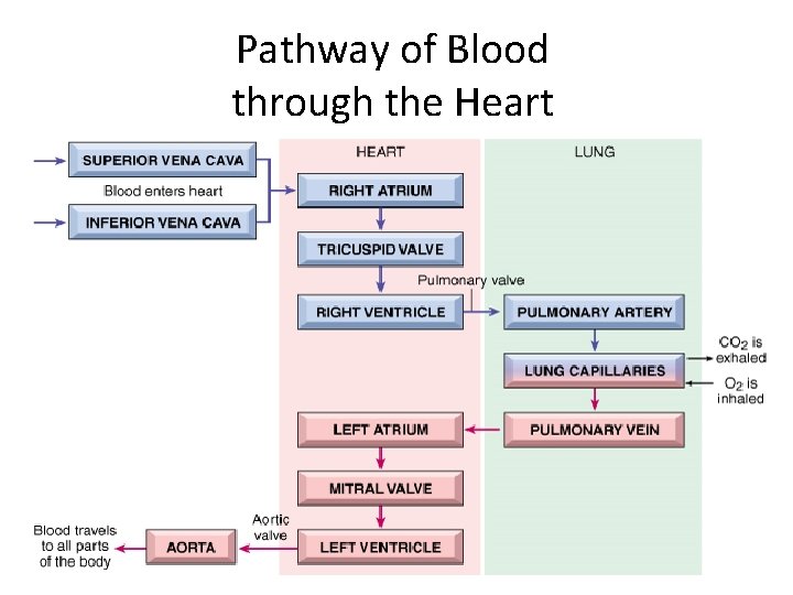 Pathway of Blood through the Heart 