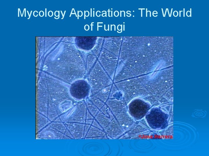 Mycology Applications: The World of Fungi 