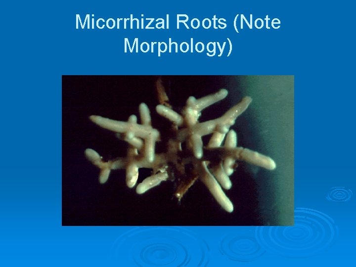 Micorrhizal Roots (Note Morphology) 