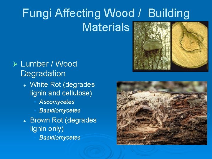 Fungi Affecting Wood / Building Materials Ø Lumber / Wood Degradation l White Rot
