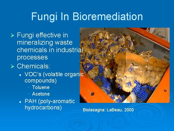 Fungi In Bioremediation Fungi effective in mineralizing waste chemicals in industrial processes Ø Chemicals: