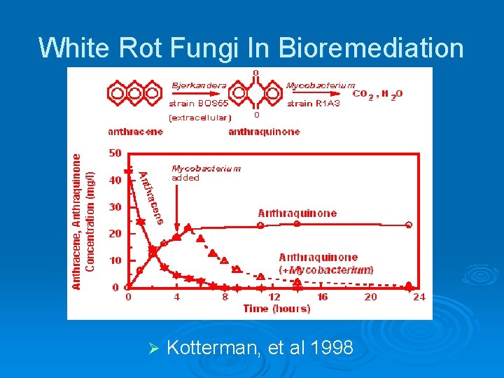 White Rot Fungi In Bioremediation Ø Kotterman, et al 1998 