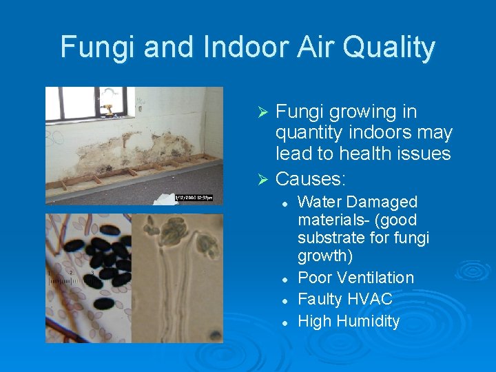 Fungi and Indoor Air Quality Fungi growing in quantity indoors may lead to health
