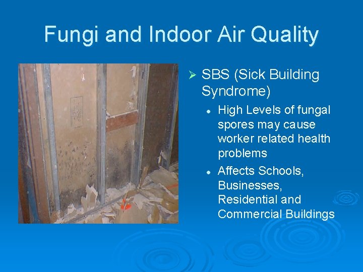 Fungi and Indoor Air Quality Ø SBS (Sick Building Syndrome) l l High Levels