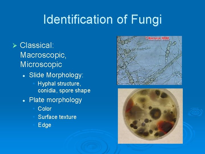 Identification of Fungi Ø Classical: Macroscopic, Microscopic l Slide Morphology: • Hyphal structure, conidia,