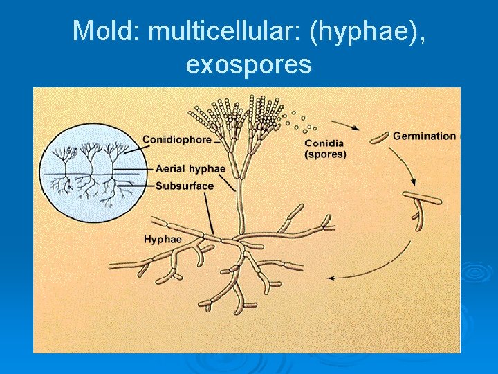 Mold: multicellular: (hyphae), exospores 