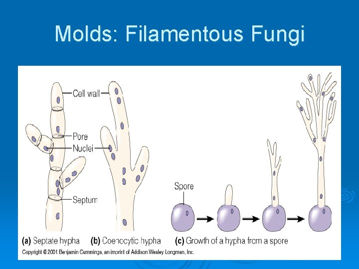 Molds: Filamentous Fungi 