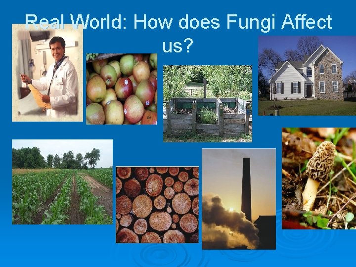 Real World: How does Fungi Affect us? 