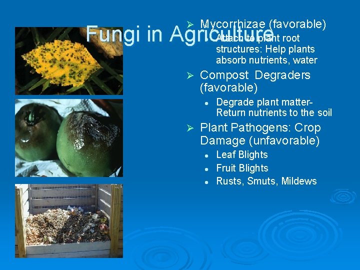 Ø Mycorrhizae (favorable) Fungi in Agriculture Attach to plant root structures: Help plants l