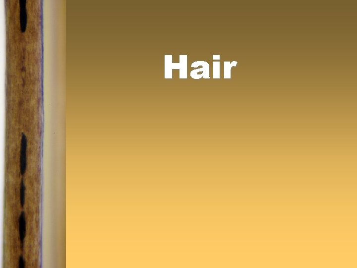 Hair 