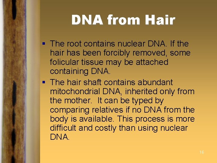 DNA from Hair § The root contains nuclear DNA. If the hair has been