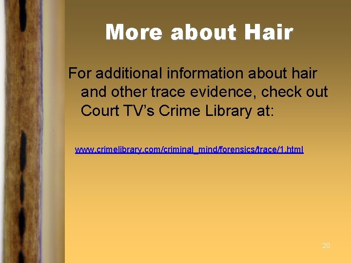 More about Hair For additional information about hair and other trace evidence, check out More about Hair For additional information about hair and other trace evidence, check out