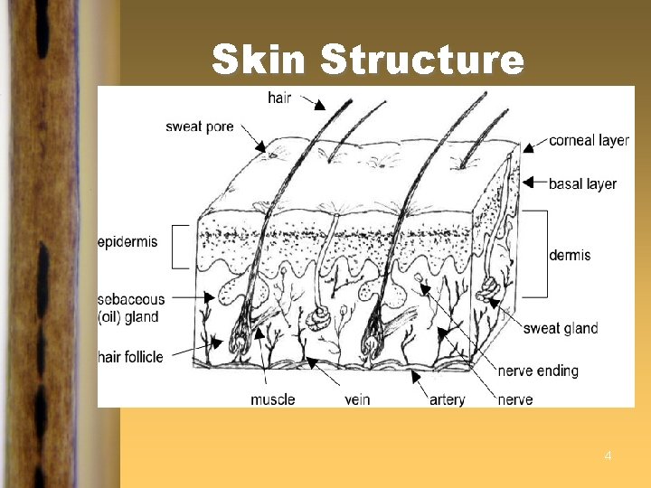 Skin Structure 4 