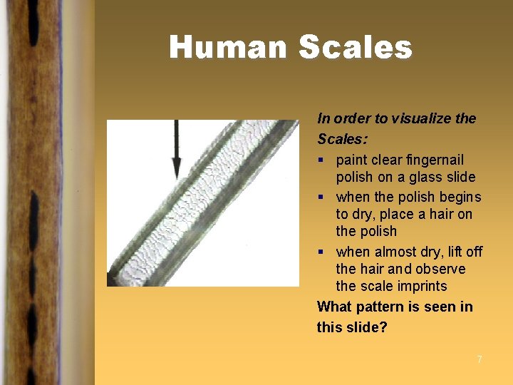 Human Scales In order to visualize the Scales: § paint clear fingernail polish on Human Scales In order to visualize the Scales: § paint clear fingernail polish on