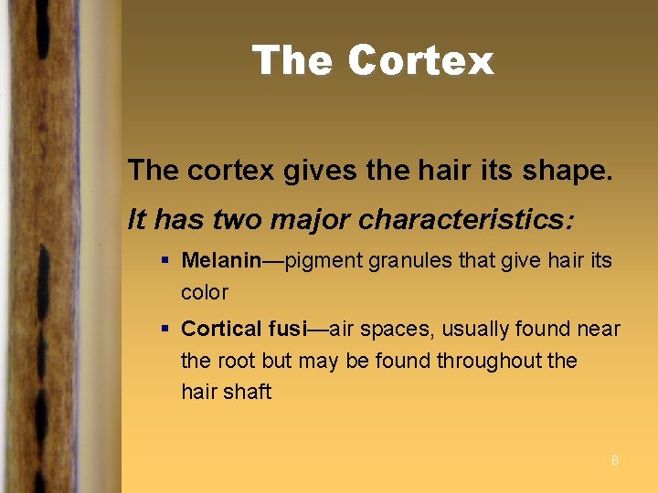 The Cortex The cortex gives the hair its shape. It has two major characteristics: The Cortex The cortex gives the hair its shape. It has two major characteristics: