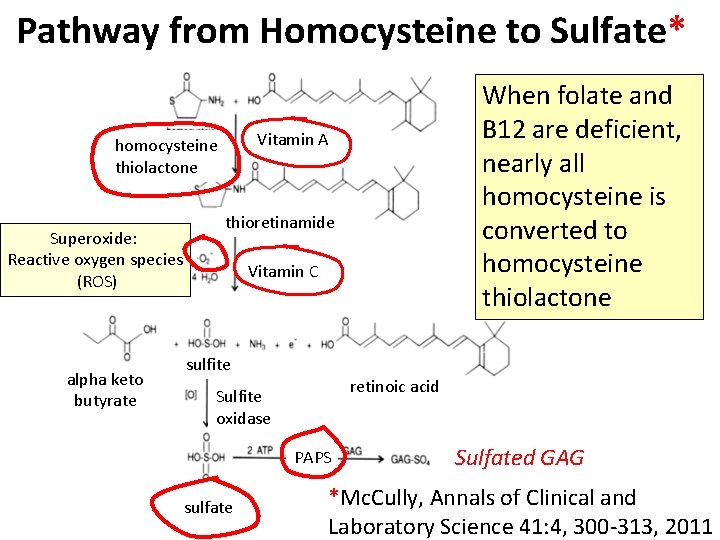 Pathway from Homocysteine to Sulfate* Vitamin A homocysteine thiolactone Superoxide: Reactive oxygen species (ROS)