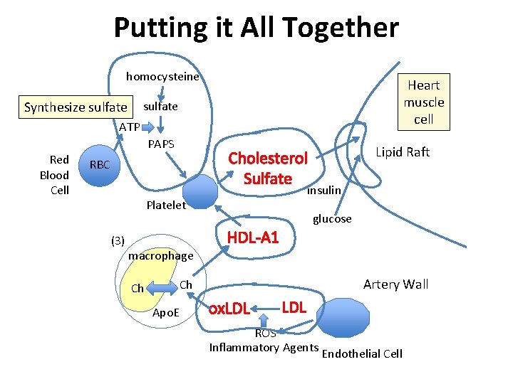 Putting it All Together homocysteine Synthesize sulfate Heart muscle cell sulfate ATP PAPS Red