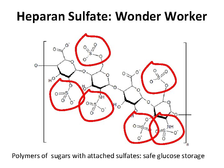 Heparan Sulfate: Wonder Worker Polymers of sugars with attached sulfates: safe glucose storage Heparan Sulfate: Wonder Worker Polymers of sugars with attached sulfates: safe glucose storage