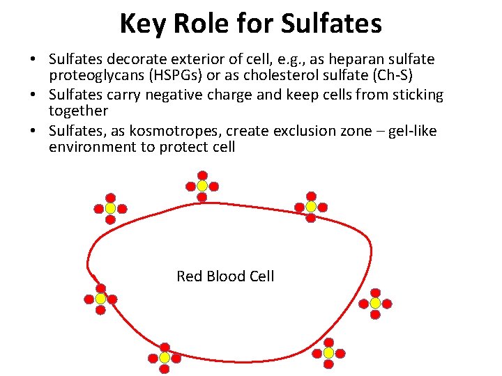 Key Role for Sulfates • Sulfates decorate exterior of cell, e. g. , as