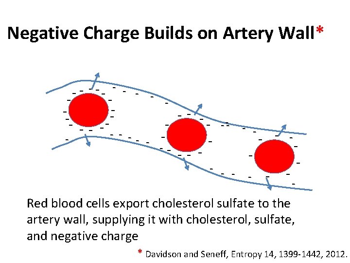 Negative Charge Builds on Artery Wall* - - - -- --- -- -- -