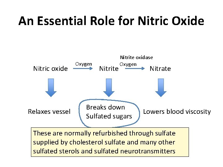 An Essential Role for Nitric Oxide Nitric oxide Relaxes vessel Oxygen Nitrite oxidase Oxygen