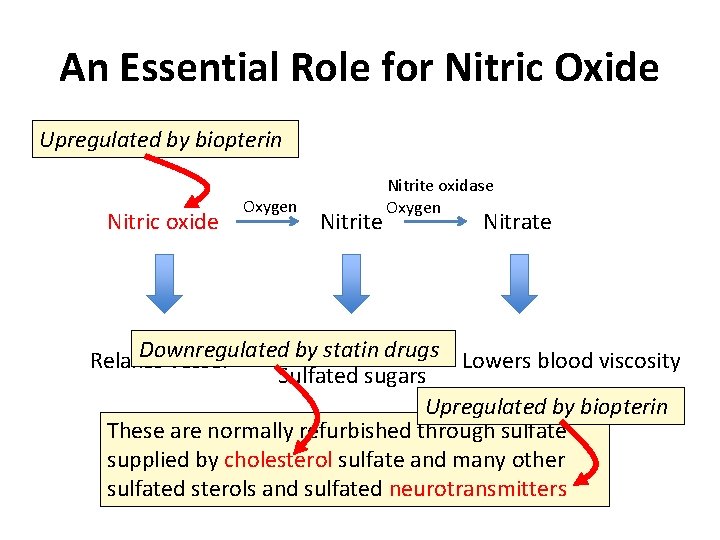 An Essential Role for Nitric Oxide Upregulated by biopterin Nitric oxide Oxygen Nitrite oxidase