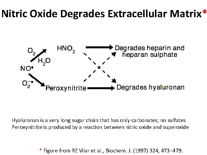 Nitric Oxide Degrades Extracellular Matrix* Hyaluronan is a very long sugar chain that has