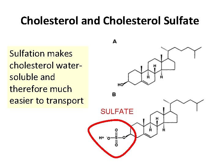 Cholesterol and Cholesterol Sulfate Sulfation makes cholesterol watersoluble and therefore much easier to transport Cholesterol and Cholesterol Sulfate Sulfation makes cholesterol watersoluble and therefore much easier to transport