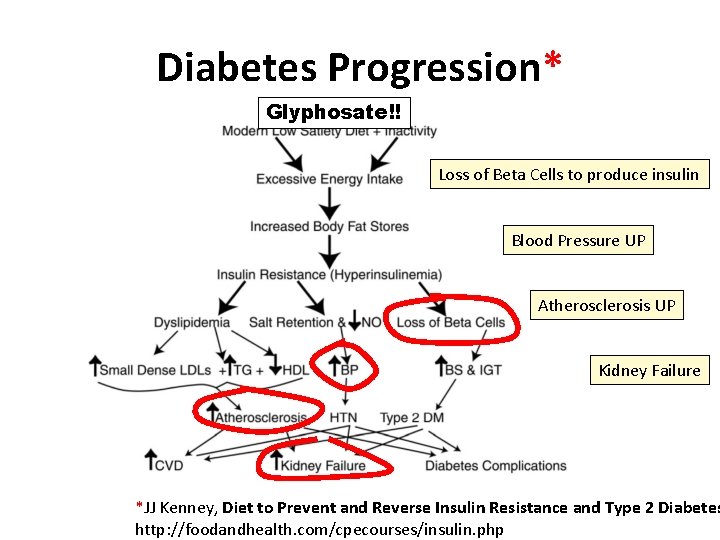 Diabetes Progression* Glyphosate!! Loss of Beta Cells to produce insulin Blood Pressure UP Atherosclerosis