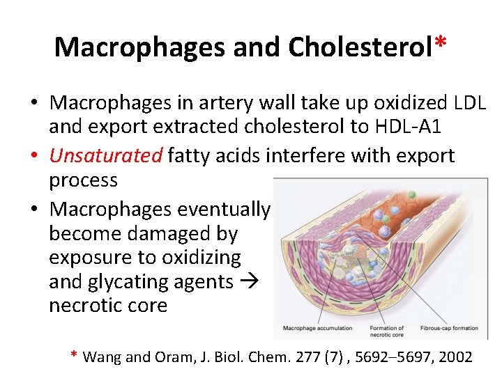 Macrophages and Cholesterol* • Macrophages in artery wall take up oxidized LDL and export Macrophages and Cholesterol* • Macrophages in artery wall take up oxidized LDL and export