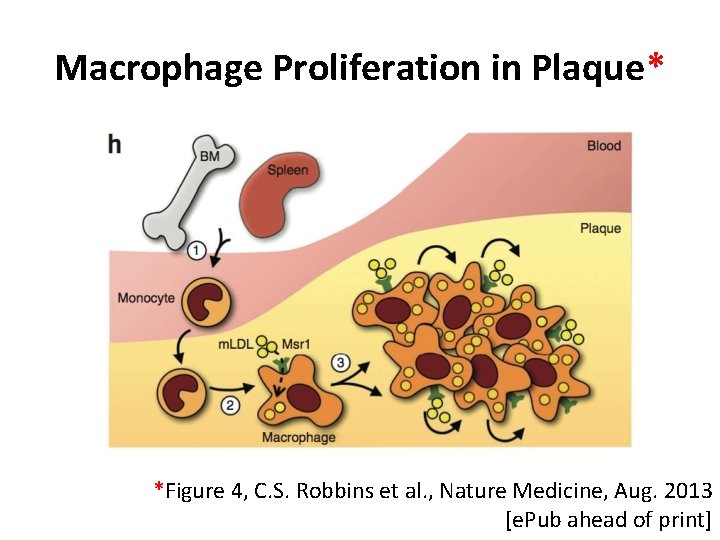 Macrophage Proliferation in Plaque* *Figure 4, C. S. Robbins et al. , Nature Medicine,