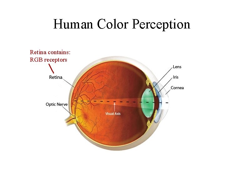 Human Color Perception Retina contains: RGB receptors 