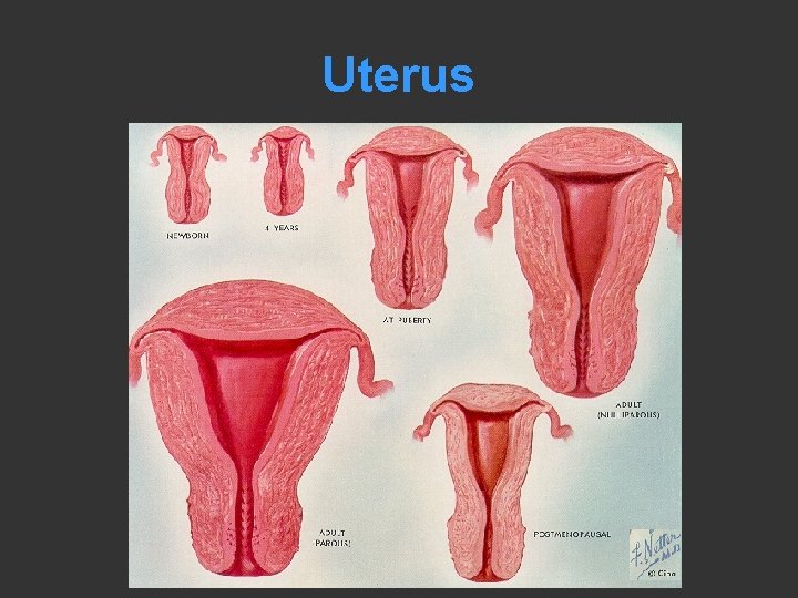 Uterus 