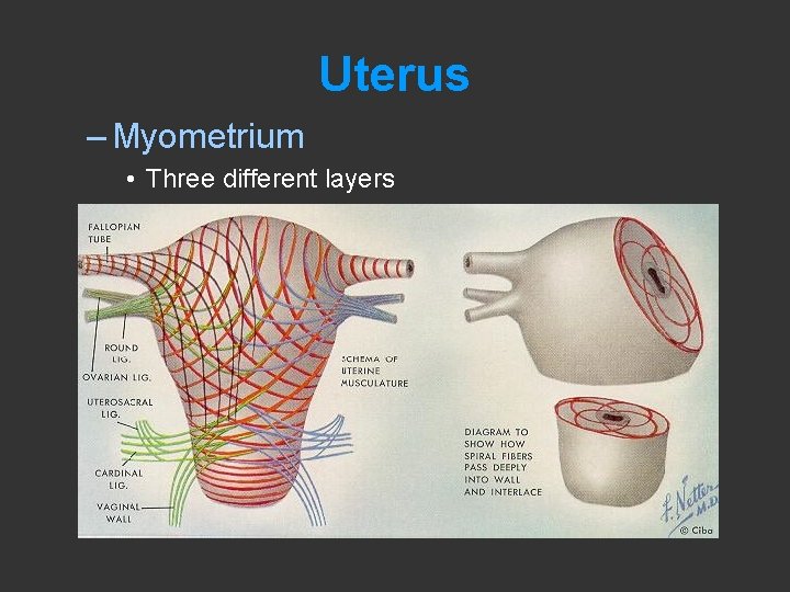 Uterus – Myometrium • Three different layers 