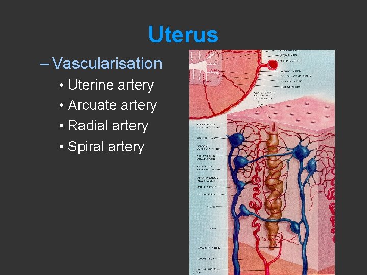 Uterus – Vascularisation • Uterine artery • Arcuate artery • Radial artery • Spiral