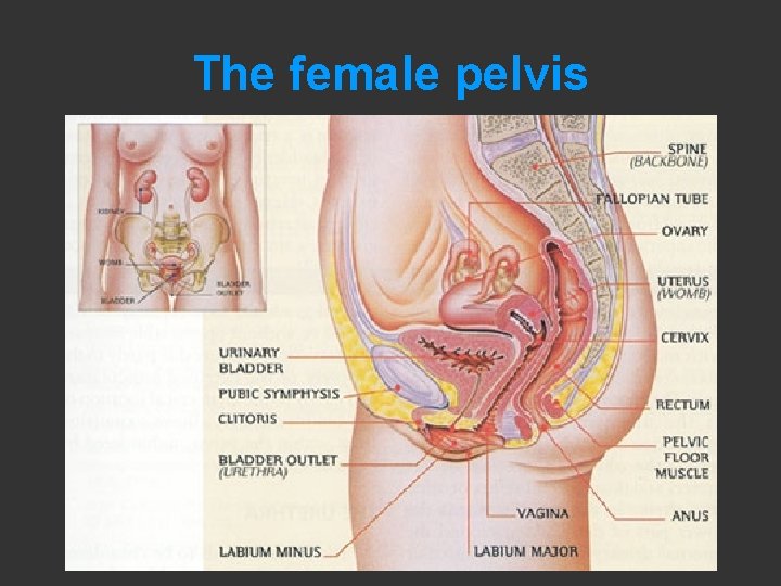 The female pelvis 