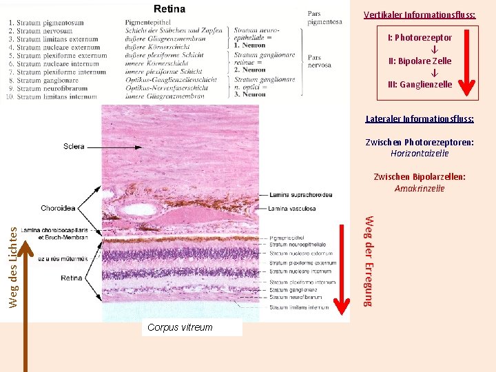 Vertikaler Informationsfluss: I: Photorezeptor ↓ II: Bipolare Zelle ↓ III: Ganglienzelle Lateraler Informationsfluss: Zwischen