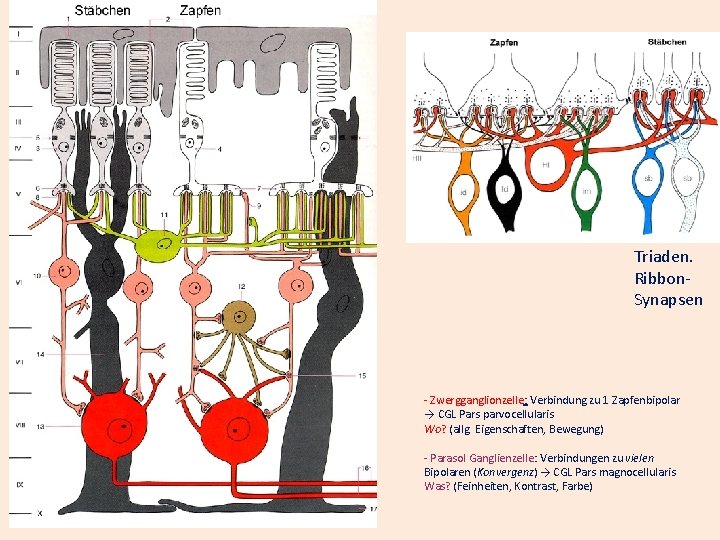Triaden. Ribbon. Synapsen - Zwergganglionzelle: Verbindung zu 1 Zapfenbipolar → CGL Pars parvocellularis Wo?