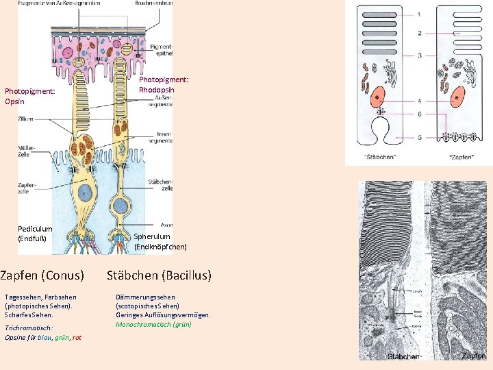 Photopigment: Opsin Pediculum (Endfuß) Zapfen (Conus) Tagessehen, Farbsehen (photopisches Sehen). Scharfes Sehen. Trichromatisch: Opsine