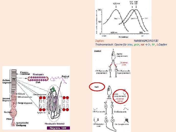Zapfen: FARBENSPEZIFIZITÄT Trichromatisch: Opsine für blau, grün, rot → S-, M-, L-Zapfen 