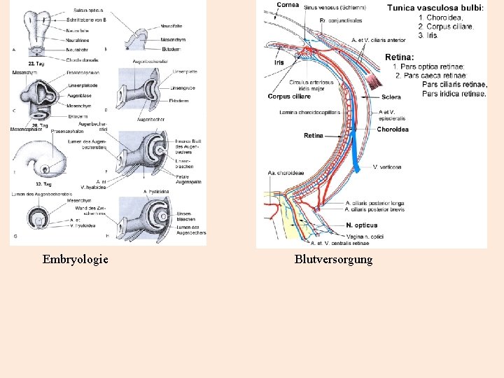 Embryologie Blutversorgung 