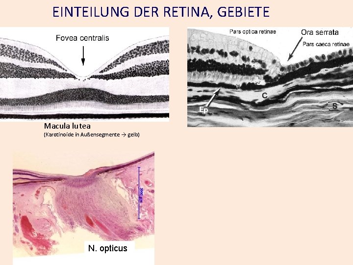 EINTEILUNG DER RETINA, GEBIETE Macula lutea (Karotinoide in Außensegmente → gelb) N. opticus 