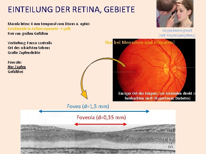 EINTEILUNG DER RETINA, GEBIETE Macula lutea: 4 mm temporal vom Discus n. optici Karotinoide