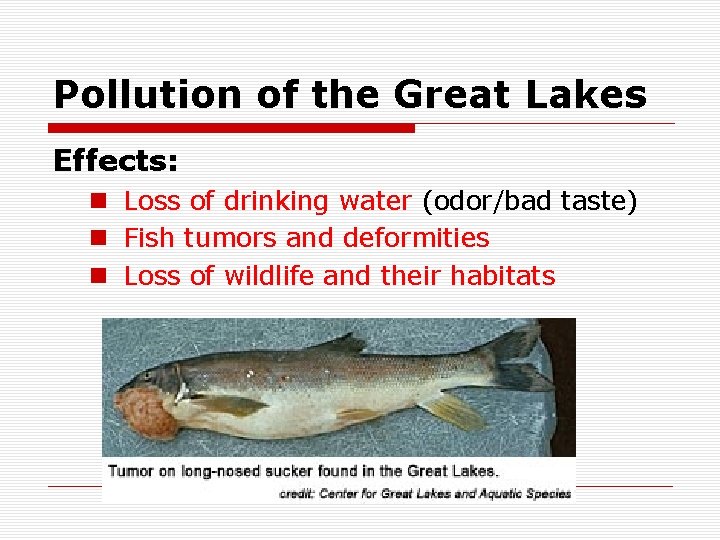 Pollution of the Great Lakes Effects: n Loss of drinking water (odor/bad taste) n