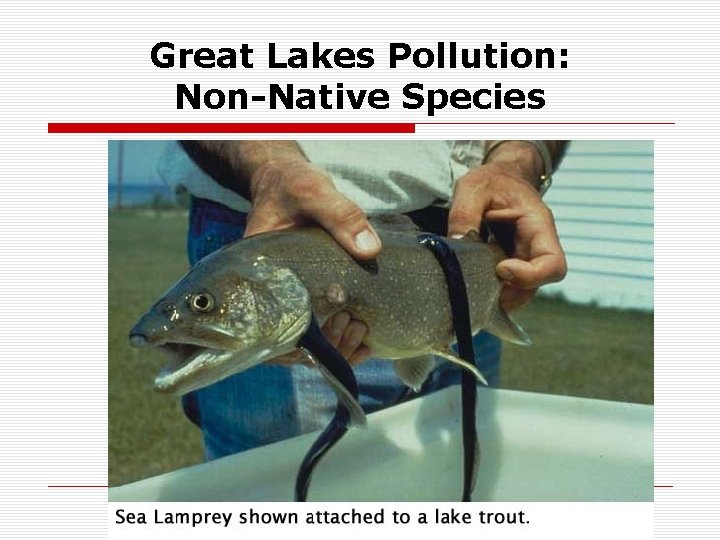 Great Lakes Pollution: Non-Native Species 