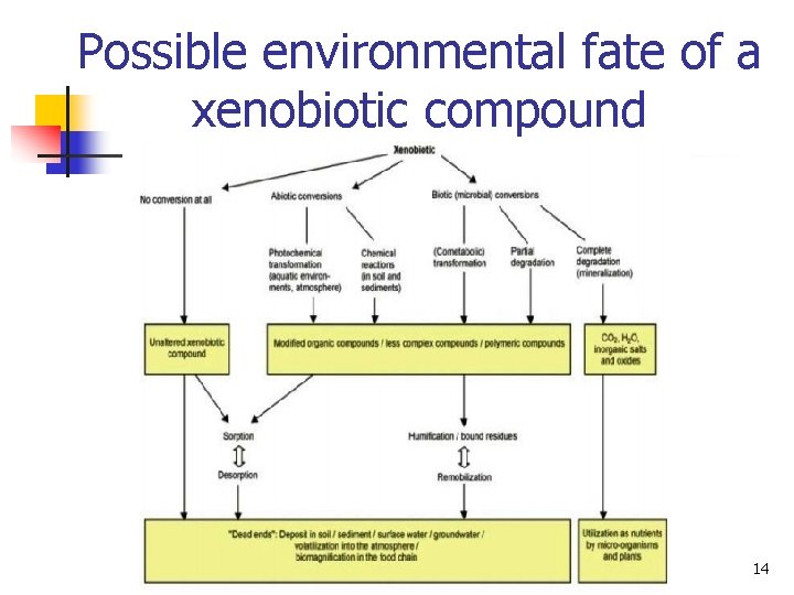 Possible environmental fate of a xenobiotic compound 14 Possible environmental fate of a xenobiotic compound 14
