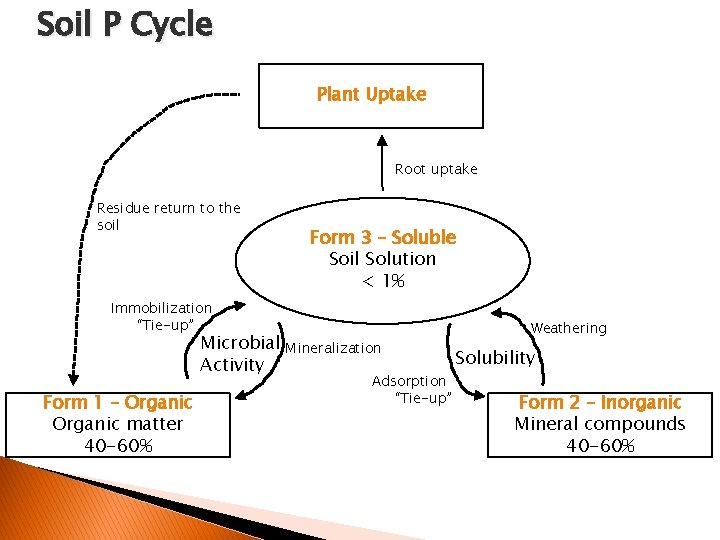 Soil P Cycle Plant Uptake Root uptake Residue return to the soil Form 3