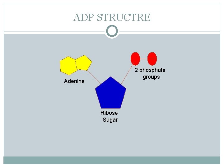 ADP STRUCTRE 2 phosphate groups Adenine Ribose Sugar 