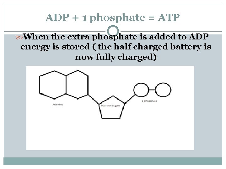 ADP + 1 phosphate = ATP When the extra phosphate is added to ADP