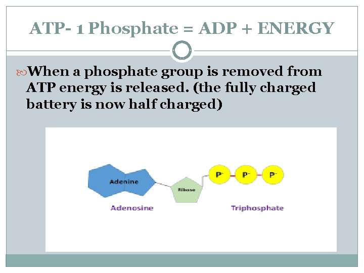 ATP- 1 Phosphate = ADP + ENERGY When a phosphate group is removed from